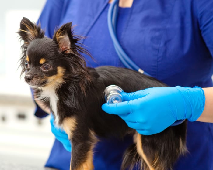  Certified Veterinary Cardiologist Doing a Standard Procedure at VSEC