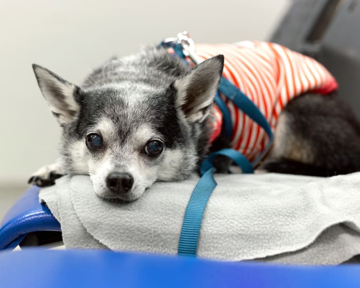 VSEC Dog Examination by our Veterinary Cancer Specialist